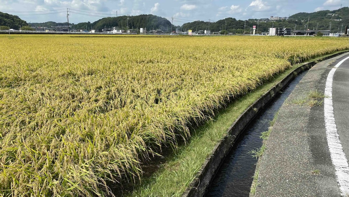 【衝撃の試算】農家が派遣外国人材を雇うと『時給1856円』！日本の農業に未来はあるのか？